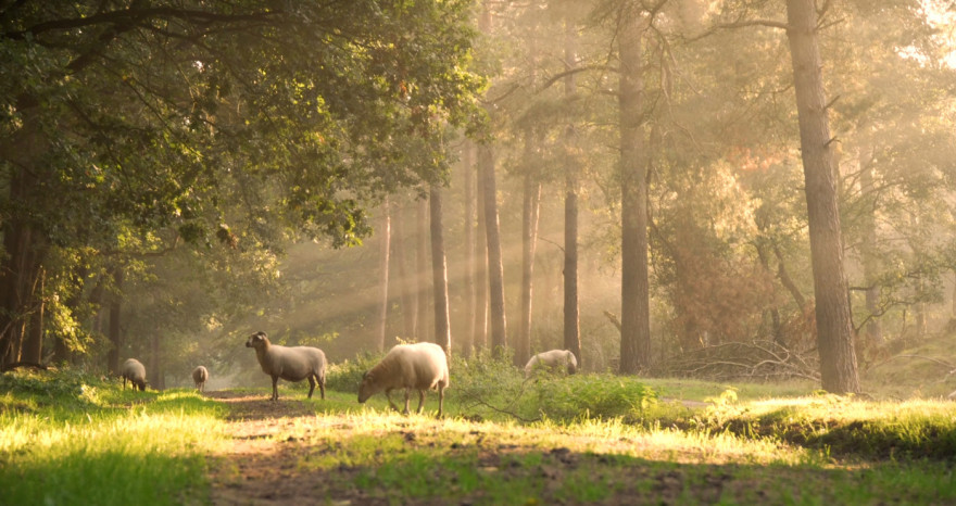 Airbnb Hoogeveen